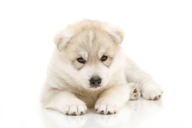 Beyaz arka planda sevimli Sibirya Husky köpeği