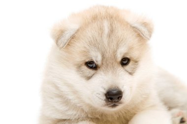 Beyaz arka planda sevimli Sibirya Husky köpeği