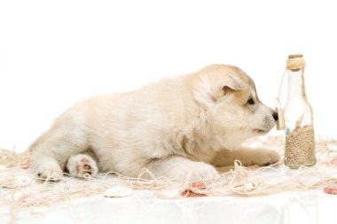 Beyaz arka planda sevimli Sibirya Husky köpeği