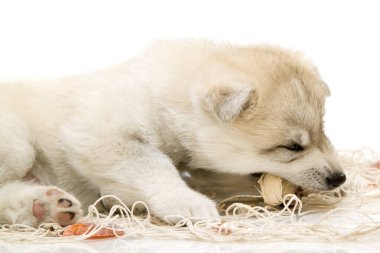Beyaz arka planda sevimli Sibirya Husky köpeği