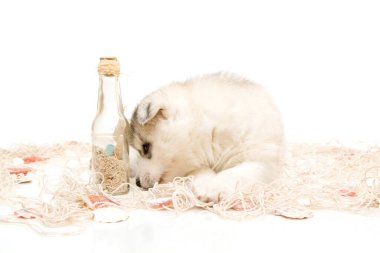 Beyaz arka planda sevimli Sibirya Husky köpeği