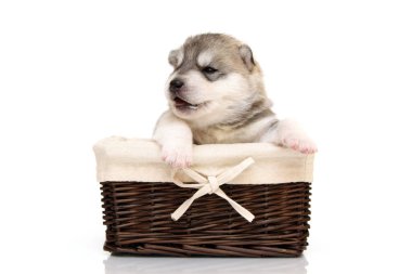 Beyaz arka planda sepette sevimli Sibirya Husky köpeği.