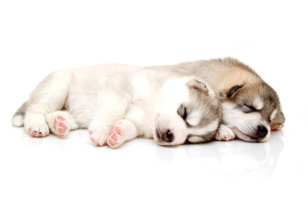 Adorável Siberiano Husky Filhotes Fundo Branco — Fotografia de Stock