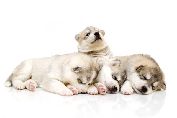 Adorables Cachorros Husky Siberianos Sobre Fondo Blanco —  Fotos de Stock