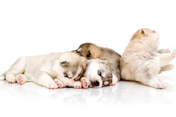 Adorável Siberiano Husky Filhotes Fundo Branco — Fotografia de Stock