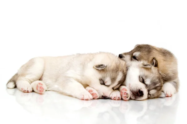 Schattige Siberische Husky Pups Witte Achtergrond — Stockfoto