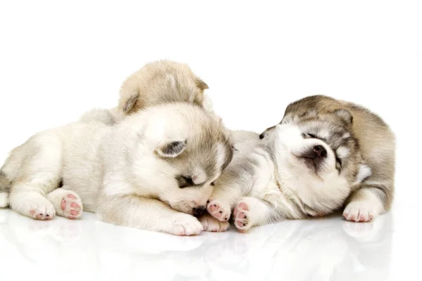 Schattige Siberische Husky Pups Witte Achtergrond — Stockfoto