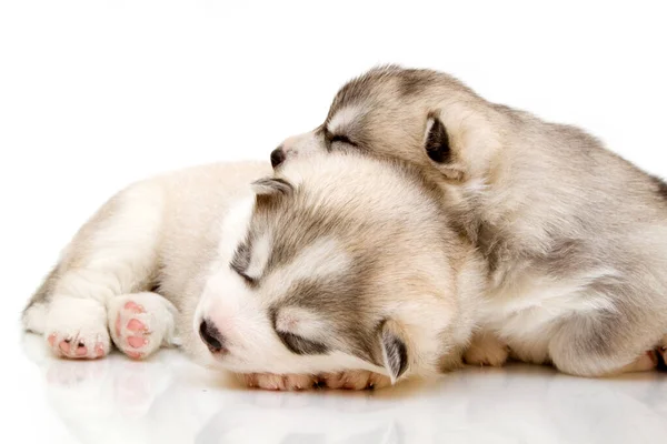 Schattige Siberische Husky Pups Witte Achtergrond — Stockfoto