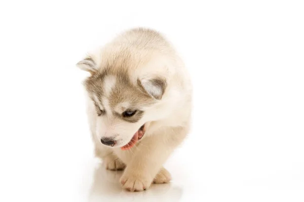 Schattige Siberische Husky Puppy Witte Achtergrond — Stockfoto