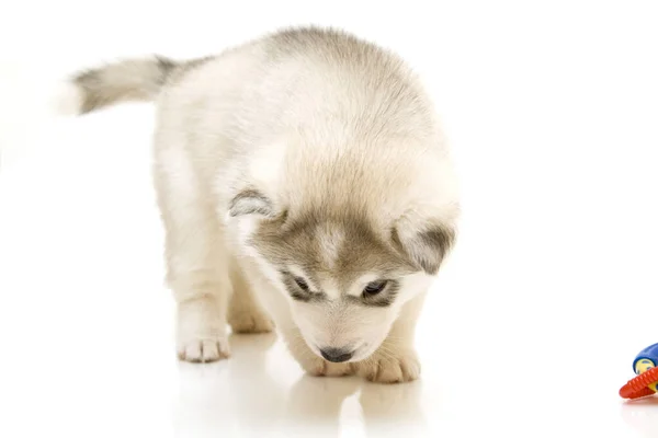 Adorable Cachorro Husky Siberiano Sobre Fondo Blanco — Foto de Stock