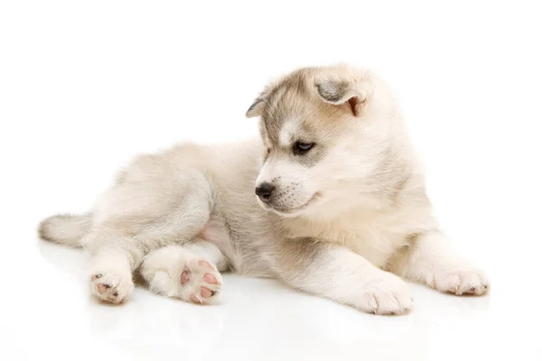 Schattige Siberische Husky Puppy Witte Achtergrond — Stockfoto