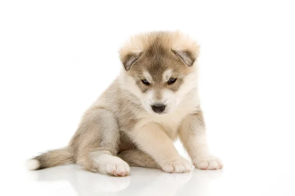 愛らしいシベリアハスキー子犬上の白い背景 — ストック写真