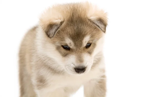 Adorable Cachorro Husky Siberiano Sobre Fondo Blanco —  Fotos de Stock