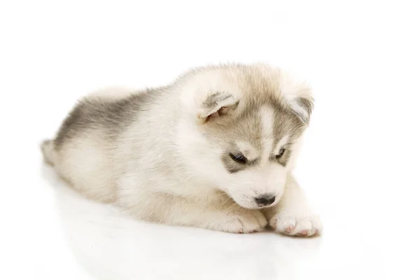 Adorable Cachorro Husky Siberiano Sobre Fondo Blanco —  Fotos de Stock