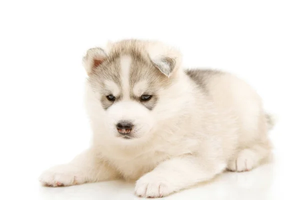 Adorable Cachorro Husky Siberiano Sobre Fondo Blanco — Foto de Stock