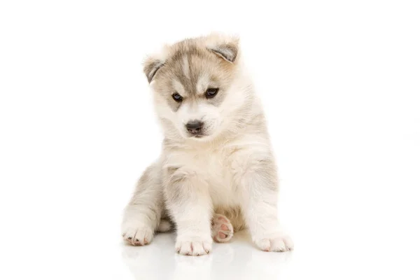 Schattige Siberische Husky Puppy Witte Achtergrond — Stockfoto