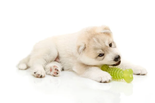 Adorable Cachorro Husky Siberiano Con Juguete Sobre Fondo Blanco — Foto de Stock