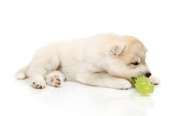 Adorável Siberian Husky Filhote Cachorro Com Brinquedo Fundo Branco — Fotografia de Stock