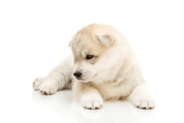 Adorable Cachorro Husky Siberiano Sobre Fondo Blanco — Foto de Stock