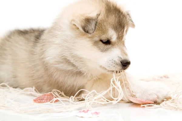 Adorable Cachorro Husky Siberiano Sobre Fondo Blanco —  Fotos de Stock