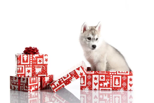 Rozkošné Sibiřské Husky Štěně Vánočními Dárky Bílém Pozadí — Stock fotografie