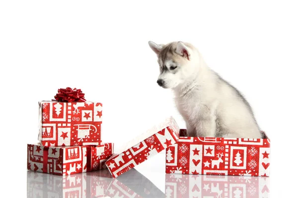 Adorable Siberian Husky Puppy Christmas Presents White Background — Stock Photo, Image