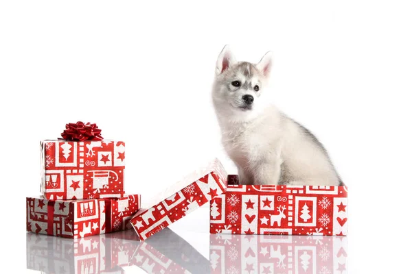 Imádnivaló Szibériai Husky Kiskutya Karácsonyi Ajándékok Fehér Háttér — Stock Fotó