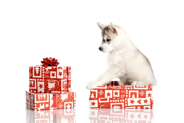 Schattige Siberische Husky Puppy Met Kerstcadeaus Witte Achtergrond — Stockfoto