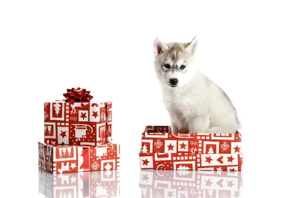 Entzückender Siberian Husky Welpe Mit Weihnachtsgeschenken Auf Weißem Hintergrund — Stockfoto