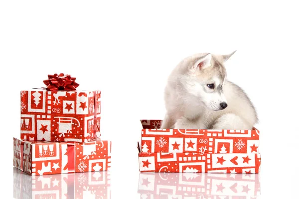 Adorable Cachorro Husky Siberiano Con Regalos Navidad Sobre Fondo Blanco — Foto de Stock