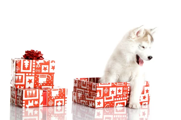 Schattige Siberische Husky Puppy Met Kerstcadeaus Witte Achtergrond — Stockfoto