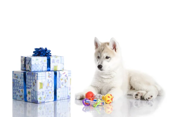 Adorable Cachorro Husky Siberiano Con Regalos Navidad Sobre Fondo Blanco —  Fotos de Stock