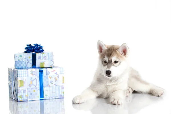 可敬的西伯利亚哈士奇小狗 白色背景的圣诞礼物 — 图库照片