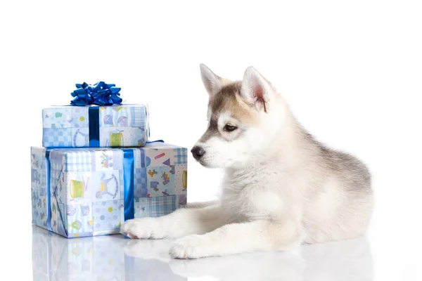 Imádnivaló Szibériai Husky Kiskutya Karácsonyi Ajándékok Fehér Háttér — Stock Fotó