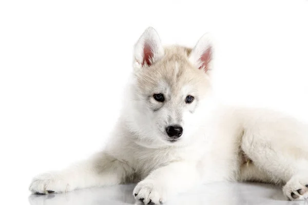 Adorável Siberian Husky Filhote Cachorro Fundo Branco — Fotografia de Stock