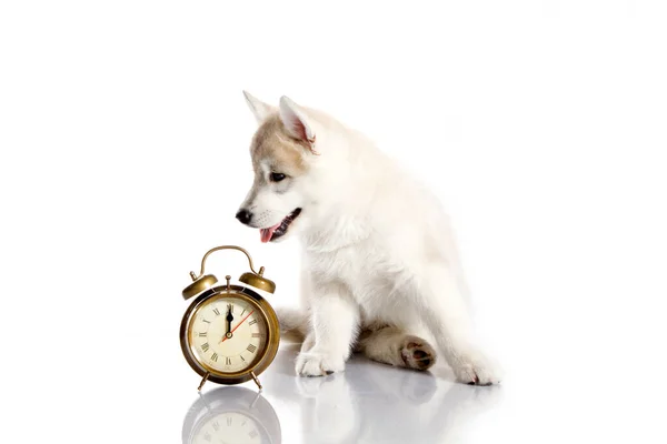 Adorable Siberian Husky Puppy Alarm Clock White Background — Stock Photo, Image