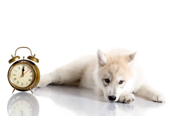 Adorable Siberian Husky Puppy Alarm Clock White Background — Stock Photo, Image