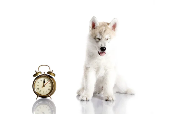 Adorable Siberian Husky Puppy Alarm Clock White Background — Stock Photo, Image