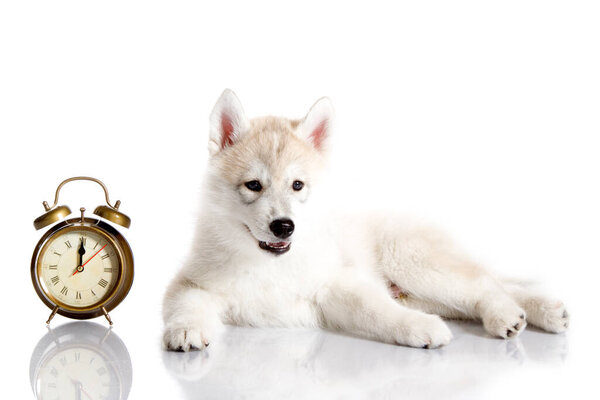 Adorable Siberian Husky puppy with alarm clock on white background