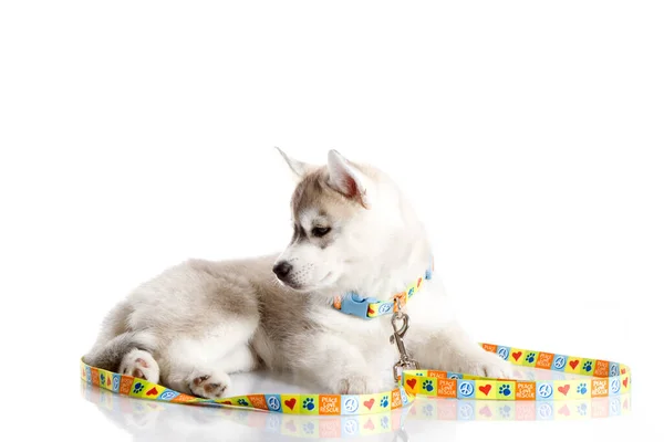 Adorável Siberian Husky Filhote Cachorro Fundo Branco — Fotografia de Stock