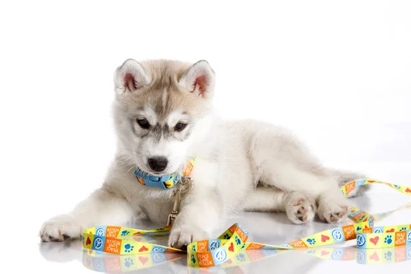 Adorable Siberian Husky Puppy White Background — Stock Photo, Image