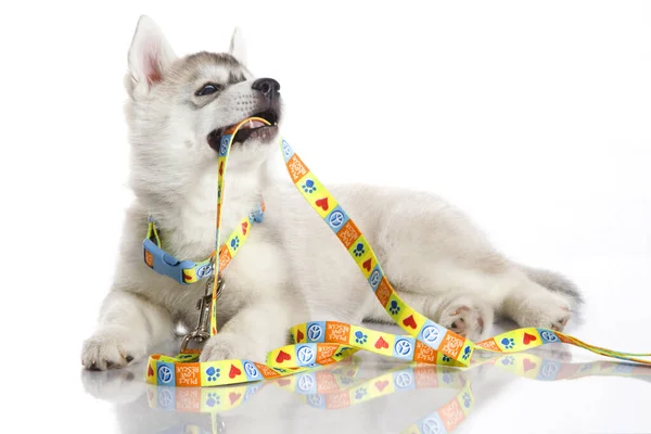 可敬的西伯利亚哈士奇犬 白色背景 — 图库照片