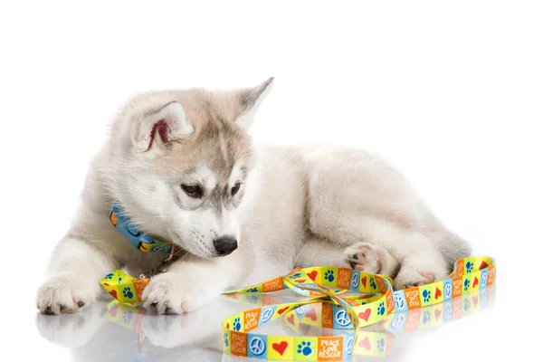 Adorable Cachorro Husky Siberiano Sobre Fondo Blanco —  Fotos de Stock