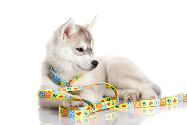 Adorável Siberian Husky Filhote Cachorro Fundo Branco — Fotografia de Stock