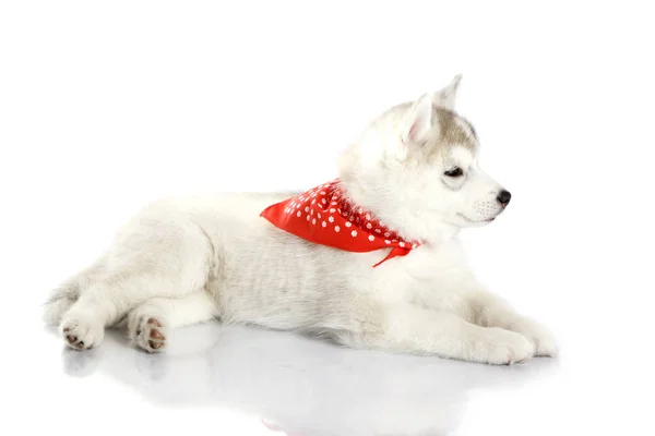 Schattige Siberische Husky Puppy Witte Achtergrond — Stockfoto