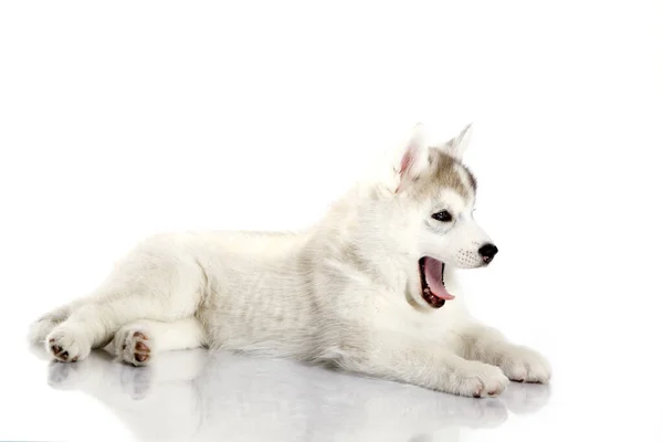 Adorável Siberian Husky Filhote Cachorro Fundo Branco — Fotografia de Stock