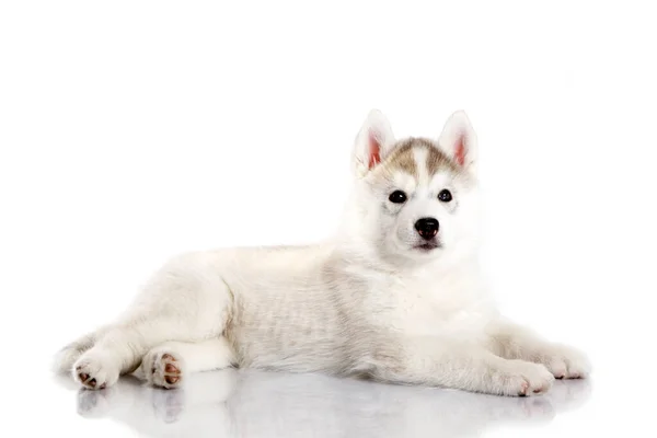 Schattige Siberische Husky Puppy Witte Achtergrond — Stockfoto