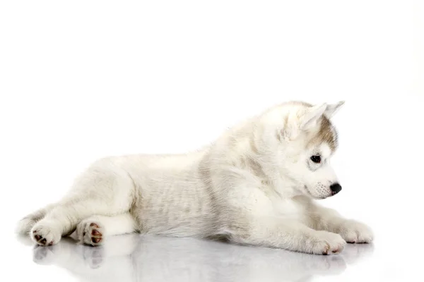 Αξιολάτρευτο Σιβηρίας Husky Κουτάβι Λευκό Φόντο — Φωτογραφία Αρχείου