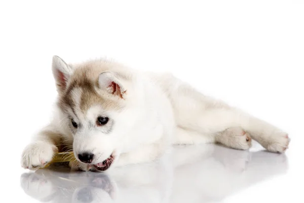 Rozkošné Sibiřské Husky Štěně Bílém Pozadí — Stock fotografie