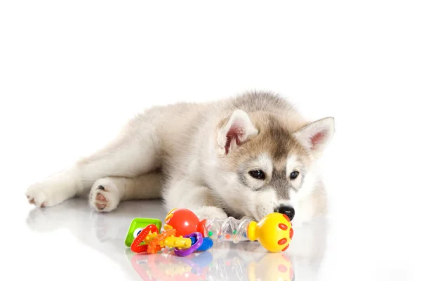 Adorable Siberian Husky Puppy White Background — Stock Photo, Image